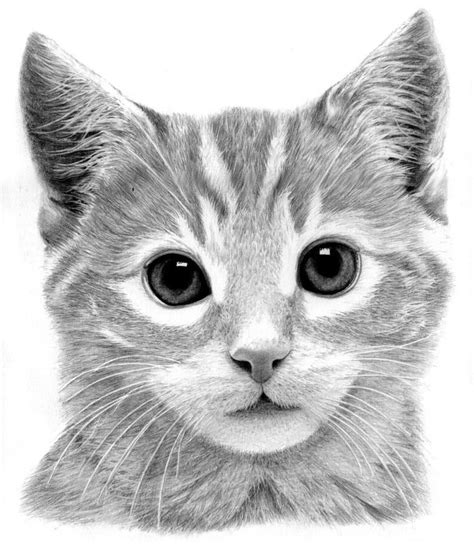 free images of kittens|free kitten drawings.